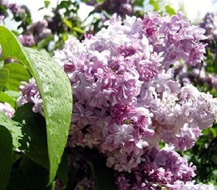 Syringa vulgaris 'Michel Buchner' – Közönséges orgona