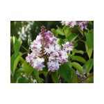 Syringa vulgaris 'Niebo Moskwy' -