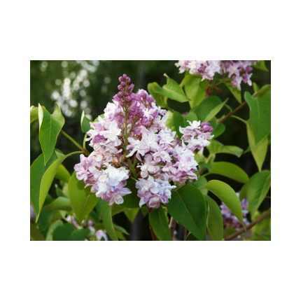 Syringa vulgaris 'Niebo Moskwy' -