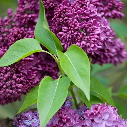 Syringa vulgaris 'Prince Wolkonsky' – Bíborvörös orgona