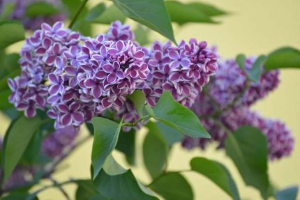 Syringa vulgaris 'Sensation' - Tarka szirmú orgona