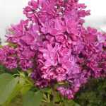 Syringa vulgaris 'Znamya Lenina' - Sötétlila
