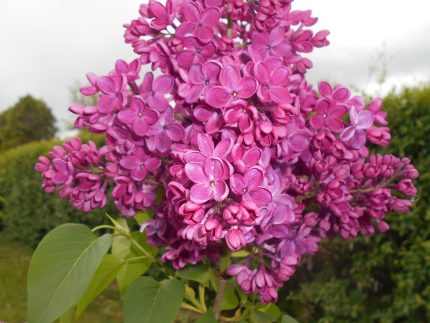 Syringa vulgaris 'Znamya Lenina' - Sötétlila