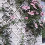 Színezett fa futtatórács fehér50x150xm