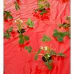 Takarófólia EPERHEZ   piros