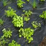 Takarófólia GYÓGYNÖVÉNYEKHEZ fekete 20 mikron 100x60mm-0