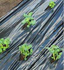 Takarófólia NAGY ZÖLDSÉGEKHEZ fekete