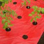 Takarófólia PARADICSOMHOZ  piros