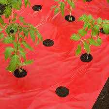 Takarófólia PARADICSOMHOZ  piros