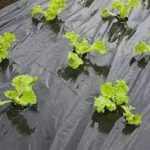 Takarófólia SALÁTÁHOZ fekete 20 mikron 45x60mm-0