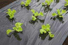 Takarófólia SALÁTÁHOZ fekete 20 mikron 45x60mm-0