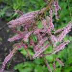 Tamarix ramosissima -