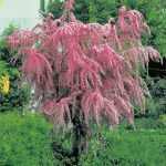 Tamarix tetrandra - Tamariska