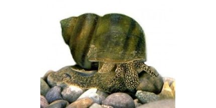 Tavi algaevő csiga - Fiallócsiga - Viviparus