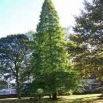 Taxodium distichum -