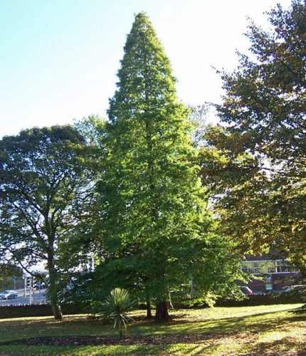 Taxodium distichum -