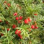 Taxus baccata - Közönséges tiszafa