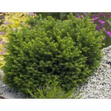 Taxus baccata 'Anna' - Törpe