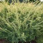 Taxus baccata 'Elegantissima' - Sárga levelű tiszafa