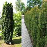 Taxus baccata 'Fastigiata' - Zöld levelű oszlopos tiszafa