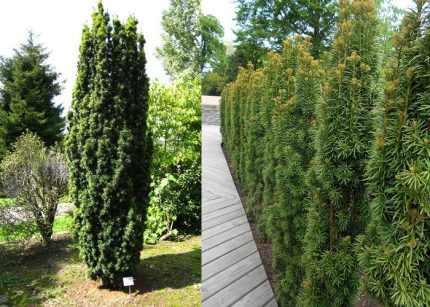 Taxus baccata 'Fastigiata' - Zöld levelű oszlopos tiszafa