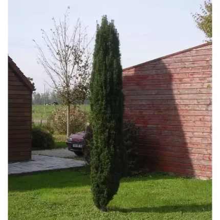 Taxus baccata 'Fastigiata Robusta' - Zöld levelű oszlopos tiszafa