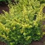 Taxus baccata 'Golden Carol'® - Sárga levelű terülő tiszafa