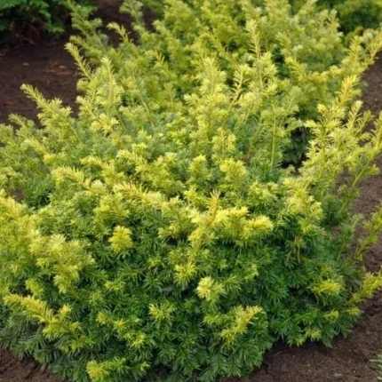Taxus baccata 'Golden Carol'® - Sárga levelű terülő tiszafa