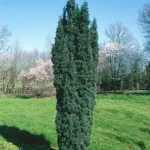 Taxus baccata 'Green Rocket' - Oszlopos tiszafa