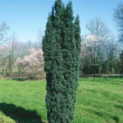 Taxus baccata 'Green Rocket' - Oszlopos tiszafa