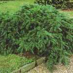 Taxus baccata 'Repandens' - Talajtakaró tiszafa