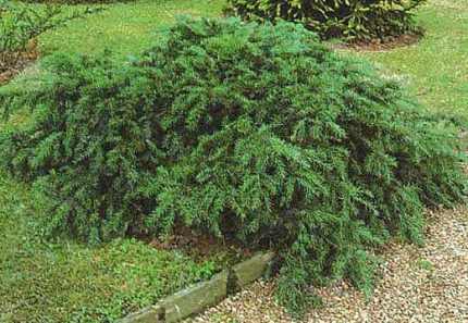 Taxus baccata 'Repandens' - Talajtakaró tiszafa
