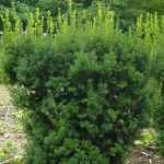 Taxus x media 'Brownii' - Széles kúp alakú tiszafa (hímivarú)