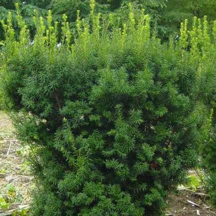 Taxus x media 'Brownii' - Széles kúp alakú tiszafa (hímivarú)
