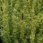 Taxus x media 'Fairview' -