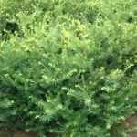 Taxus × media 'Farmen' - Bokros tiszafa