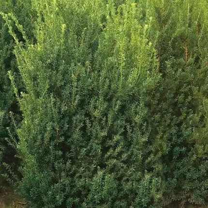 Taxus × media 'Hillii' - Oszlopos tiszafa (hímivarú)