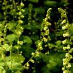 Tellima grandiflora (Csészerojt)