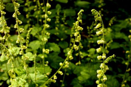 Tellima grandiflora (Csészerojt)