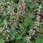 Tellima grandiflora 'Rubra' (Csészerojt)