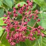 Tetradium danielii hupehensis -