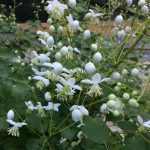 Thalictrum delavayi 'Album' (Szárnyastermésű borkóró)