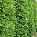 Thuja occidentalis 'Brabant' - Zöld nyugati tuja