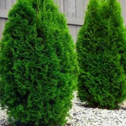 Thuja occidentalis 'Columna' - Oszlopos nyugati tuja