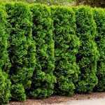 Thuja occidentalis 'Frieslandia' - Nyugati tuja (széles