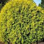 Thuja occidentalis 'Golden Globe' - Sárga gömbtuja