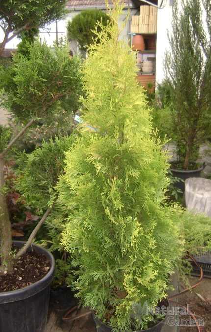 Thuja occidentalis 'Jantar' ® - Sárga oszlopos tuja