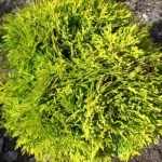 Thuja occidentalis 'Miriam'® - Sárga gömbtuja