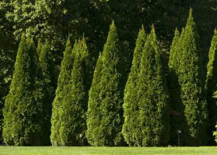 Thuja occidentalis 'Smaragd' - Nyugati  oszlopos tuja