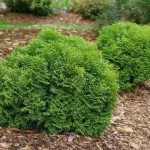 Thuja occidentalis 'Tiny Tim' - Törpe gömbtuja